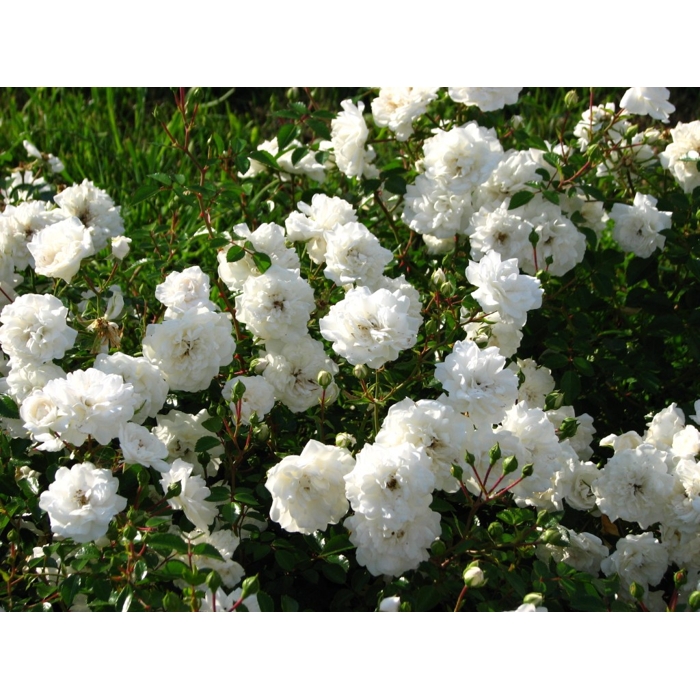 Ruža pôdopokryvná - Rosa ´Seafoam´ - biela Co1,5L 15/20