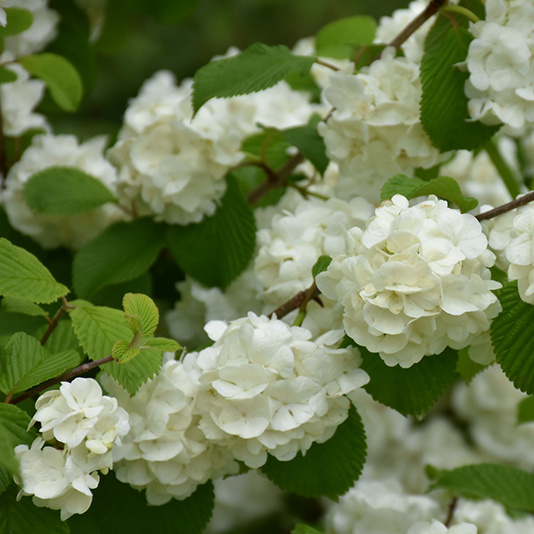 Kalina - Viburnum plicatum ´Popcorn´Co4L 30/40