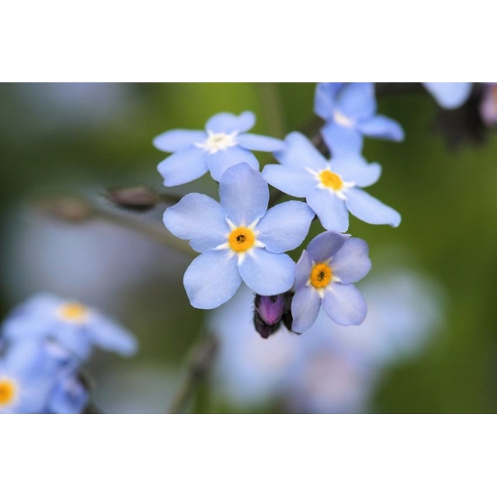 Myosotis palustris  P9