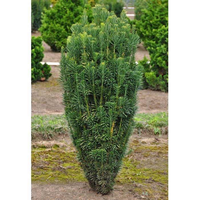 Hlavotis peckovitý - Cephalotaxus harringtonii ´Fastigiata´ Co15L 60/70