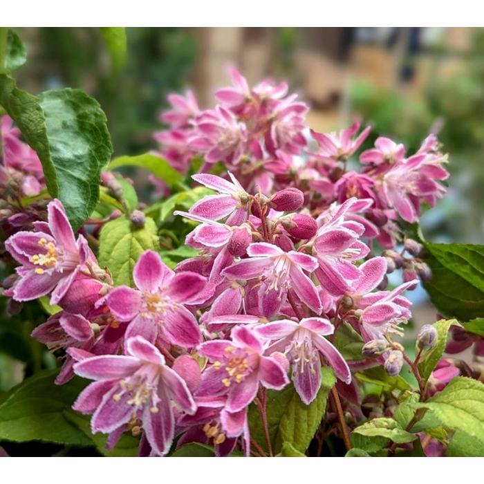 Trojpuk hybridný - Deutzia hybrida ´Strawberry Fields´ Co2,5L 20/30