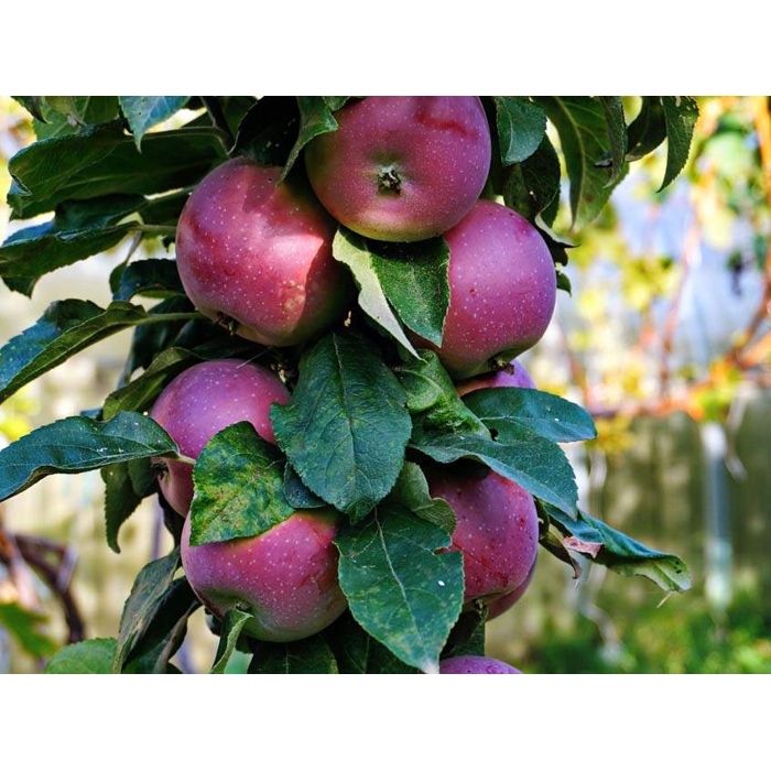 Jabloň  - Malus domestica 'Redspring' - stĺpovitá (skoro zimná)  Co7.5L