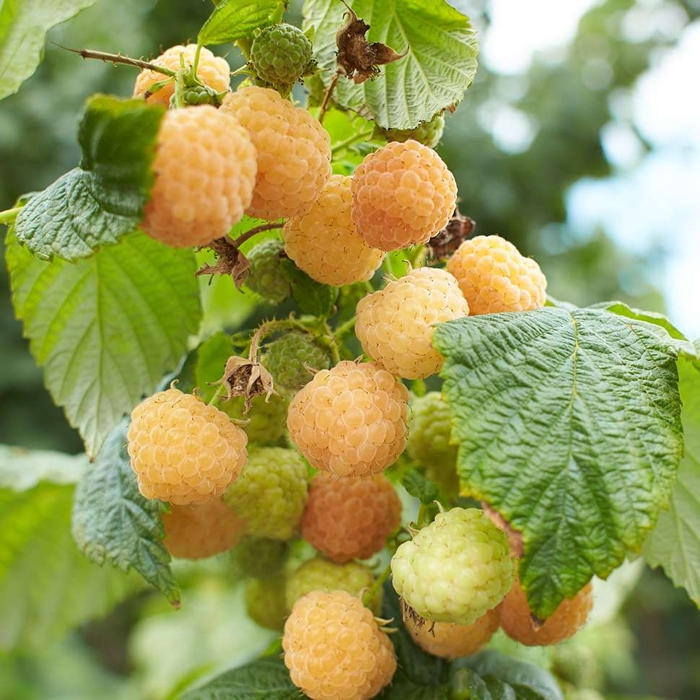 Malina žltá - Rubus idaeus 'Fallgold' Co2L 40+