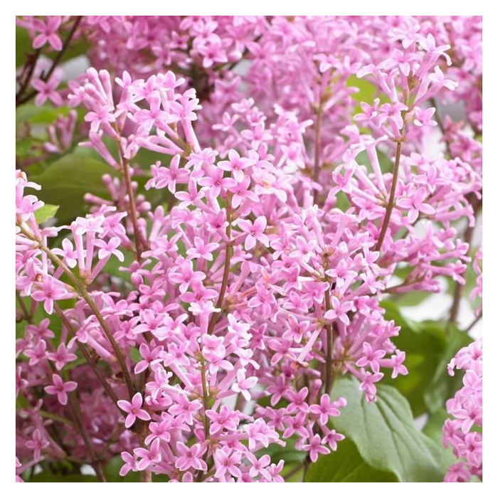 Orgován meyerov  - Syringa meyeri ´Palibin´ C2,5L