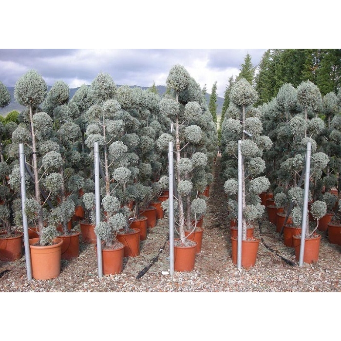 Cyprus arizónsky - Cupressus arizonica ´Fastigiata´  Co25L 140/160  POM POM