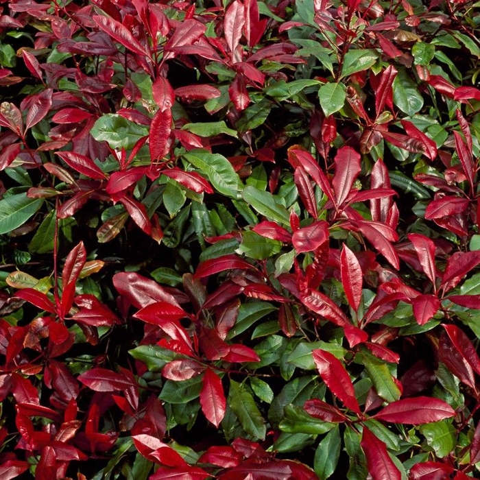 Červienka, Fotínia  - Photinia fraseri ´Robusta Compacta´ Co25L KM90  d40-50