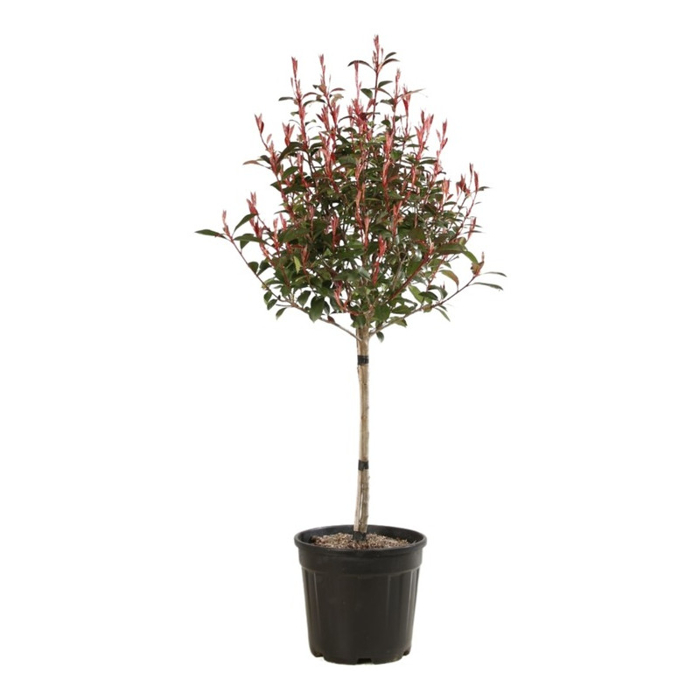 Červienka, Fotínia  - Photinia fraseri ´Robusta Compacta´ Co25L KM90  d40-50