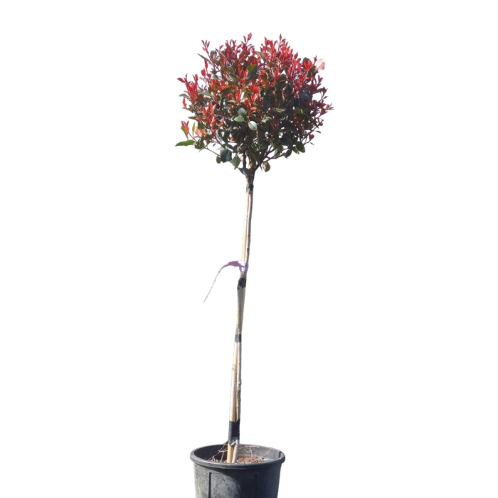 Červienka, Fotínia  - Photinia fraseri ´Robusta Compacta´ Co25L KM90  d40-50