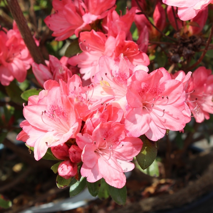 Azalka japonská - Azalea japonica 'SILVER SWORD' Co2.5L 20/30