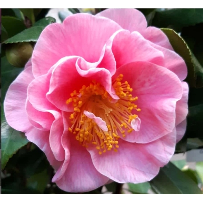 Kamélia Japonská  - Camellia japonica 'Mary Williams' Co2.5L 30/40