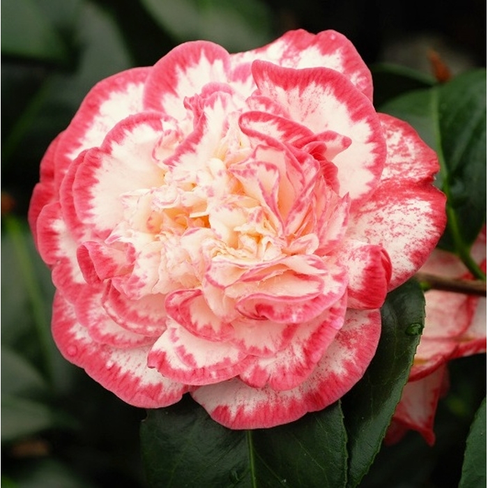 Kamélia Japonská  - Camellia japonica 'Mary Williams' Co2.5L 30/40