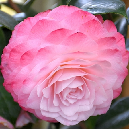 Kamélia Japonská  - Camellia japonica 'Mary Williams' Co2.5L 30/40