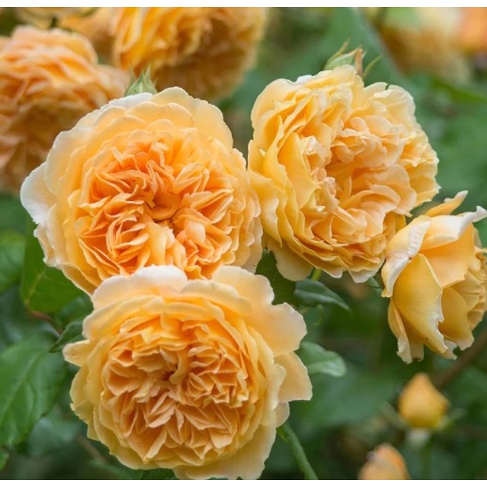 Ruža popínavá - Rosa ´CROWN PRINCESS MARGARETA´ - 140/200cm