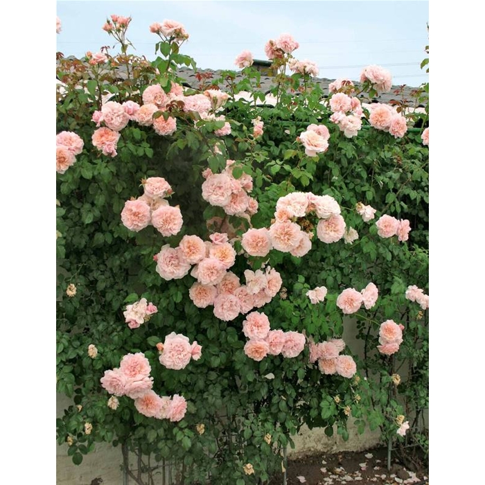 Ruža popínavá - bl.ružová - Rosa ´Andre Le Notre´ Co9L 170/180