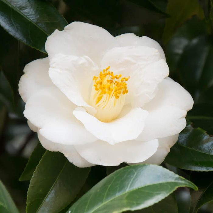 Kamélia Japonská biela - Camellia japonica