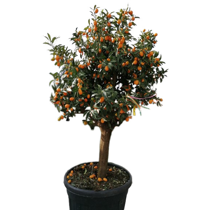 Kumquát - CITRUS KUMQUAT NAGAMI  Co15L 1/4 kmeň