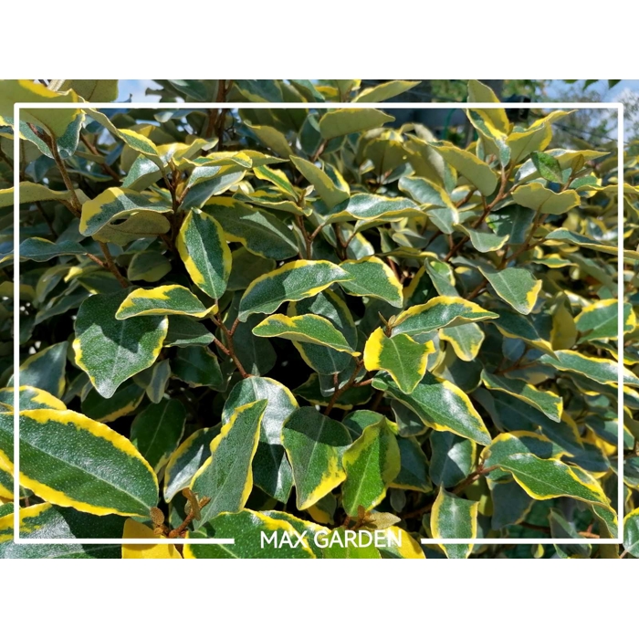 Elaeagnus ebbingei ´Compacta´ Co2L 20/25