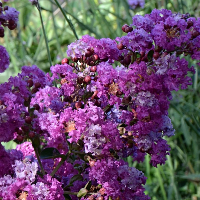 Myrta krepová fialová - Lagerstroemia indica ´Superviolacea´ Co7/10L 80/100