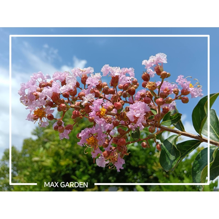 Myrta krepová červená - Lagerstroemia indica ´Durant Red´ Co3L 20/30