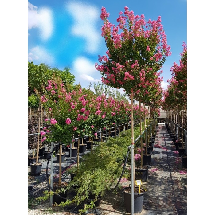 Myrta krepová ružová- Lagerstroemia indica ´Rosea´ Co18L 6/8 - vysokokmeň