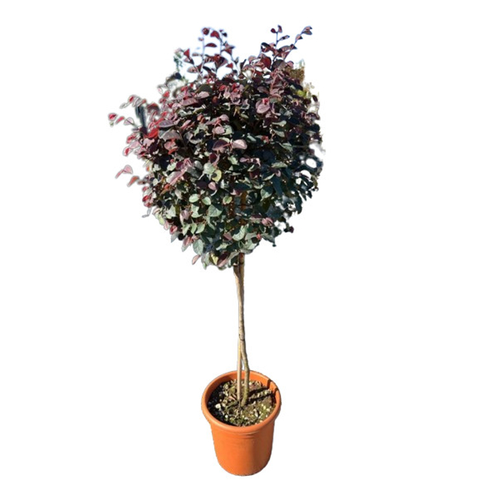 Loropetalum chinensis ´Fire Dance´ Co10L 1/2 kmeň