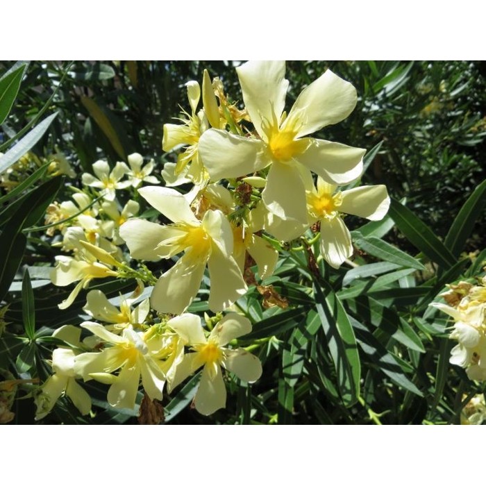 Oleander obyčajný  - Nerium oleander ´Luteum Plenum´ Co9L 60/80