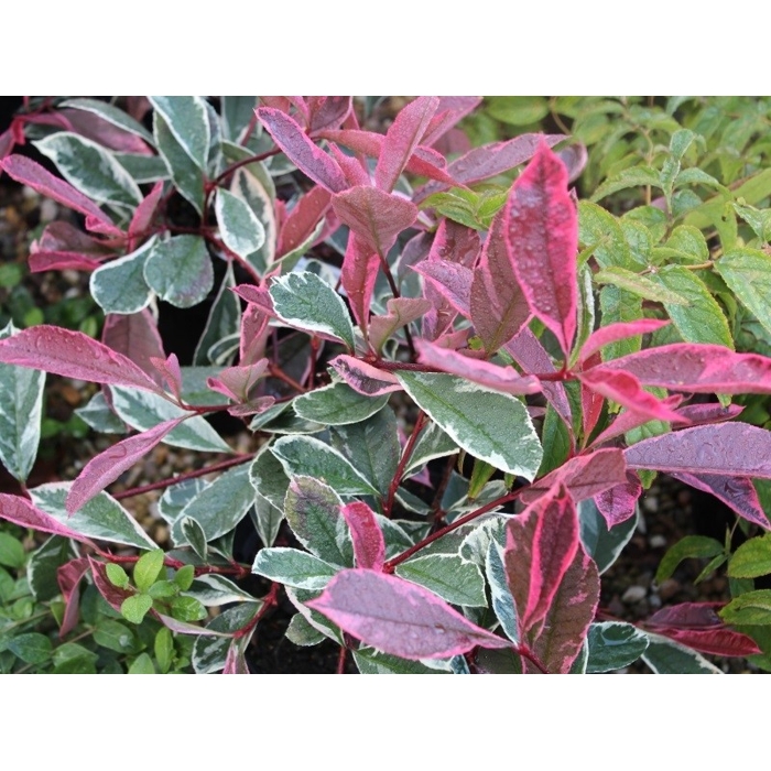 Červienka, Fotínia  - Photinia ´Pink Marble´ Co12L 1/2 kmeň