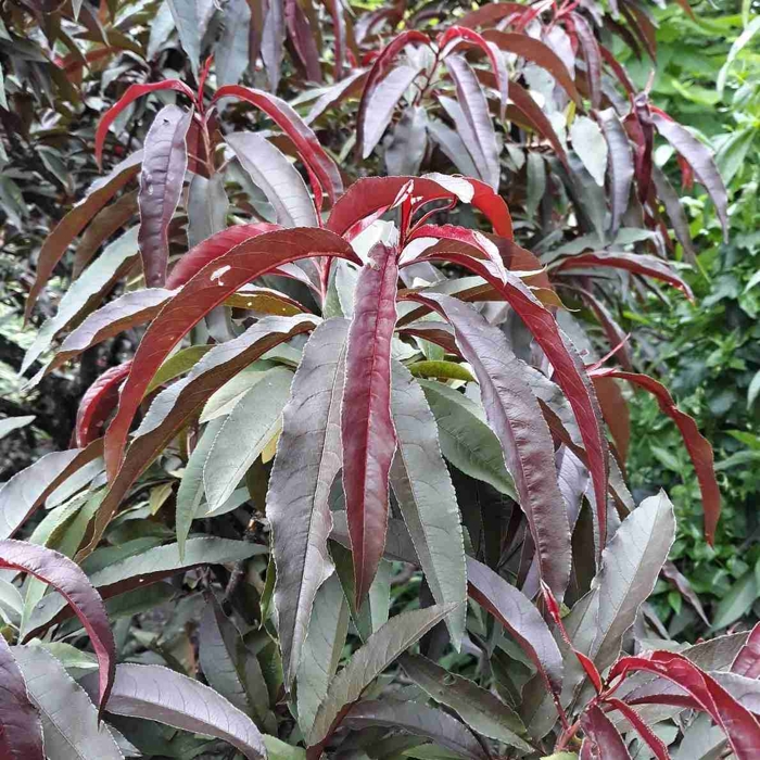 Broskyňa zakrslá - Prunus persica ´Crimson Bonfire´ - na 1/4 kmeni