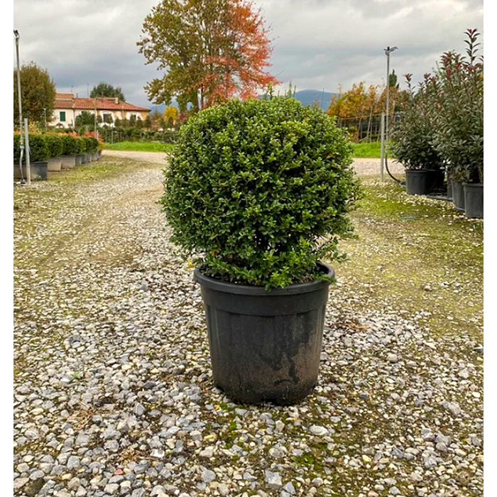 ILEX CRENATA ´Convexa´   Co2L   40cm