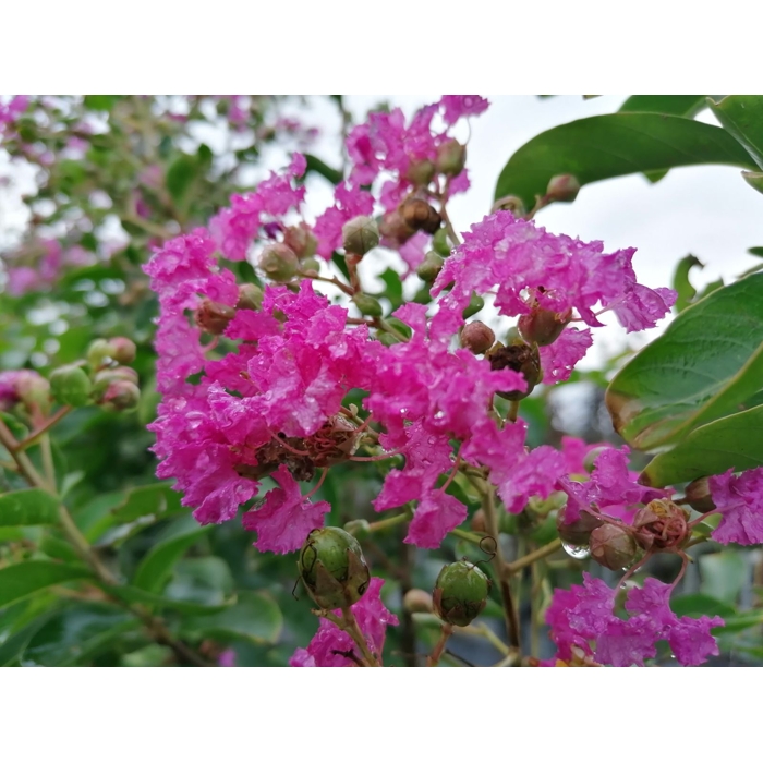 Myrta krepová tmavo ružová - Lagerstroemia indica ´ Violacea´  Co3L 60/100