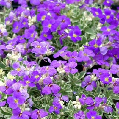 Aubrieta hybrida 'Audrey Light Blue'