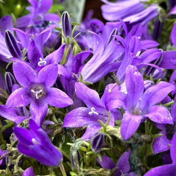 Campanula portenschlagiana 'Clockwise Deep Blue'