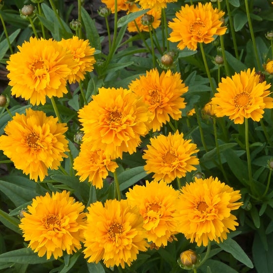 COREOPSIS grandiflora ’Early Sunrise’