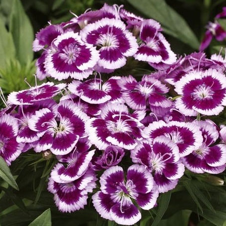 Dianthus barbatus 'Barbarini Formula Mix'