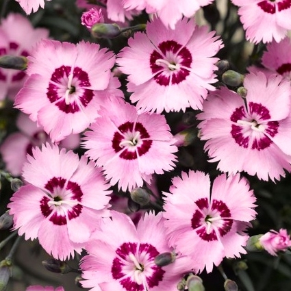 Dianthus plumarius 'Double Rose'