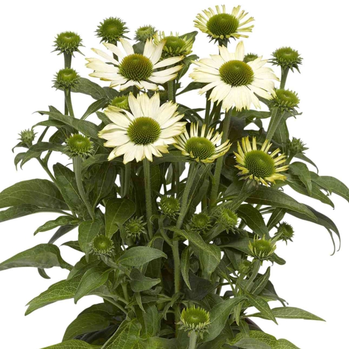 Echinacea purpurea ´Magnus´ P14