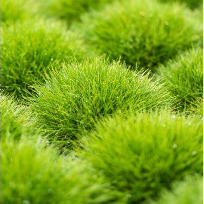 Festuca gautieri 'Pic Carlit' Co14