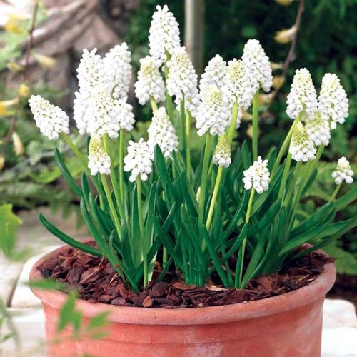 Muscari aucheri ´White Magic´ Co9 (7-8ks/črepník)