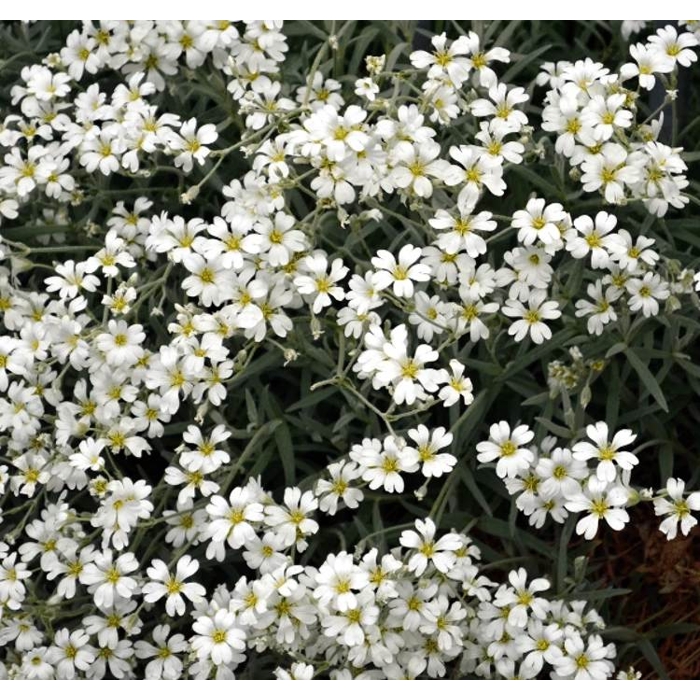 Gypsophila cerastioides ´Fleur White´ P13