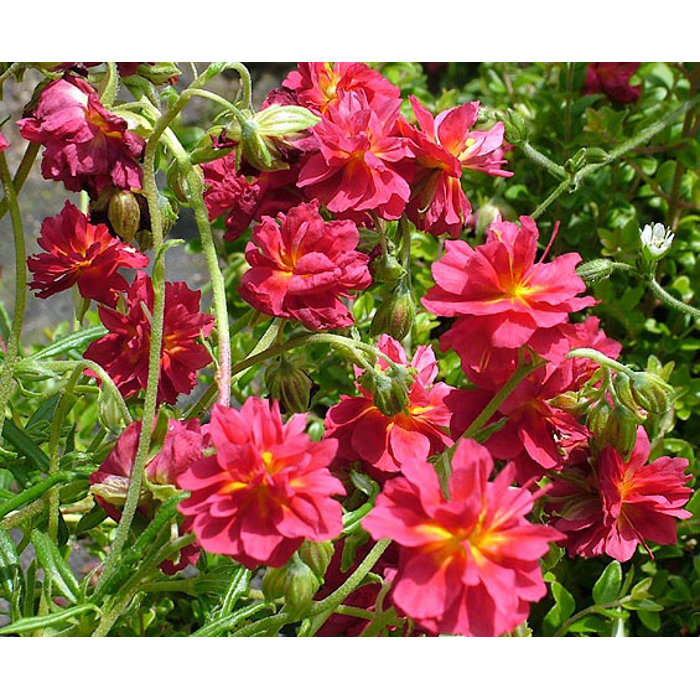 Helianthemum nummularium ´Cerise Quenn´