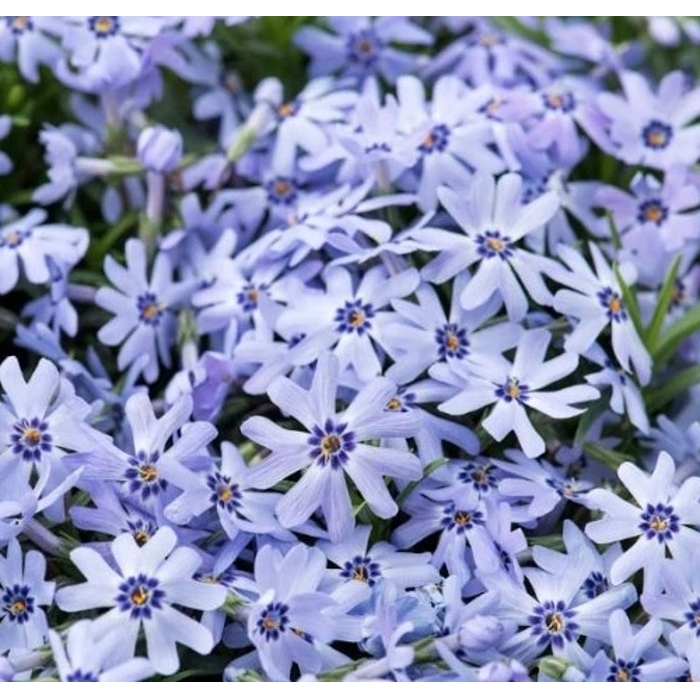 Flox šidlolistý - Phlox subulata