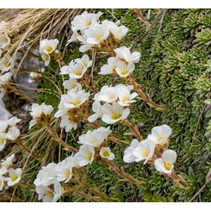 Saxifraga urbium 'Aureopunctata'