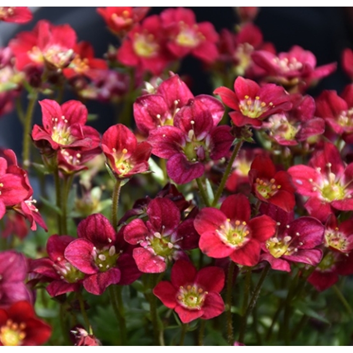 Saxifraga x arendsii 'Carpet Pink'