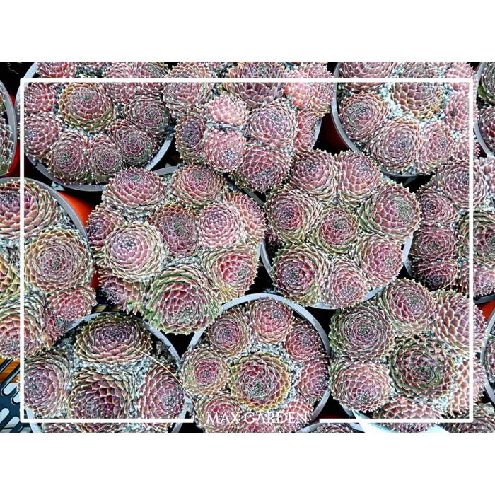 Skalná ruža - Sempervivum - Skalnica –  MIX 3ks v balení Co5,5