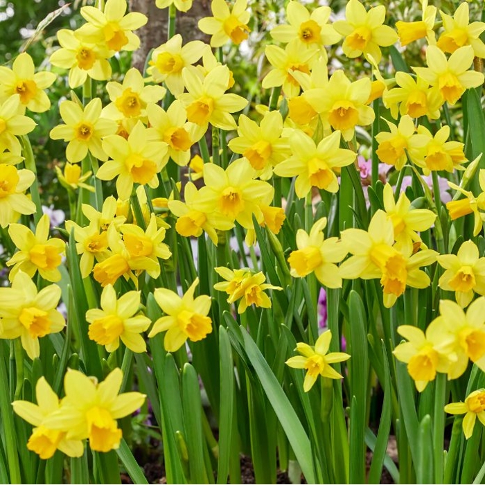 Narcissus ´Tete-a-Tete´