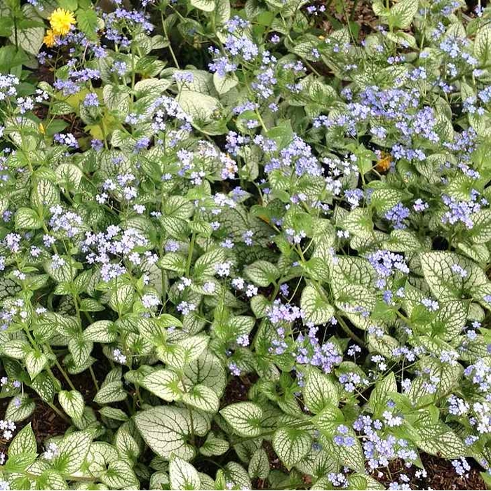 Brunnera macrophylla ´Variegata´ Co14