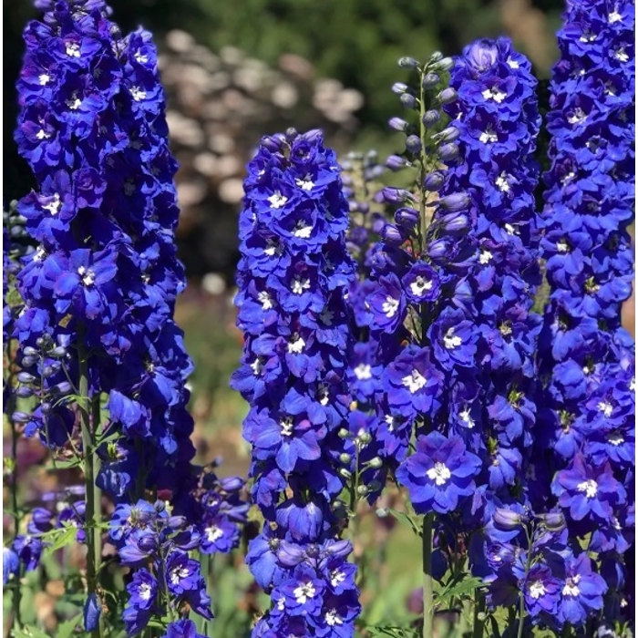 Stračonôžka - Delphinium 'Dark Blue Black Bee' P15