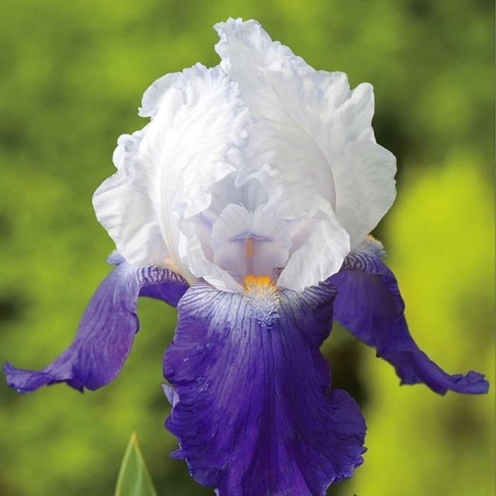 Iris germanica - žltá Co11 10/15