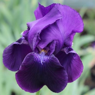 Iris germanica - žltá Co11 10/15