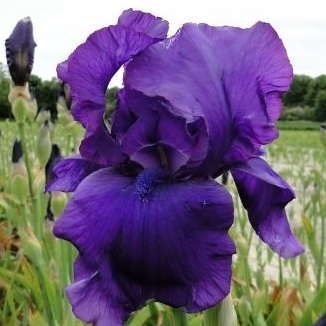 Iris germanica - žltá Co11 10/15